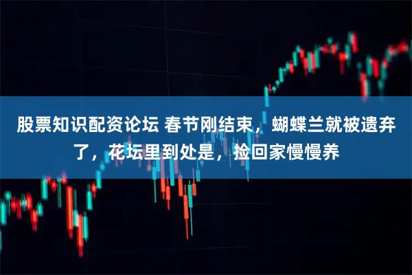 股票知识配资论坛 春节刚结束，蝴蝶兰就被遗弃了，花坛里到处是，捡回家慢慢养